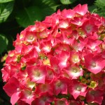 绣球花